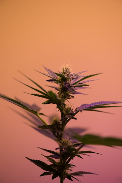 Affiliate Links: A Guide for Cannabis Bloggers