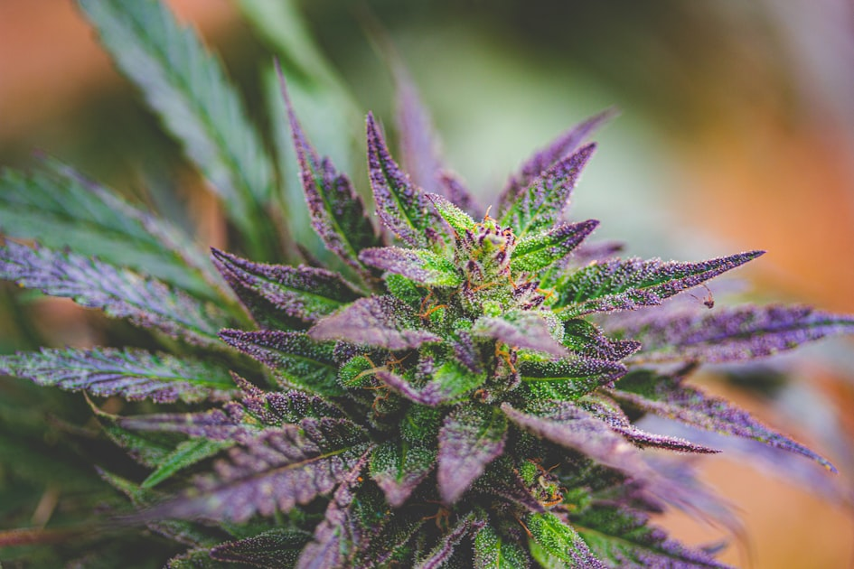 Vintage Cannabis: A Look Back